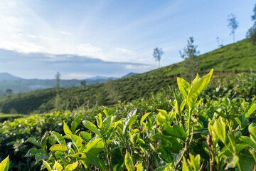 Tea Plantation with Tea Flower