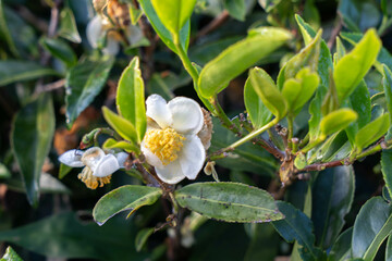 Tea Plantation with Tea Flower