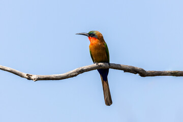 Red-throated Bee-eater