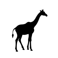 Vector silhouette of a giraffe on white background
