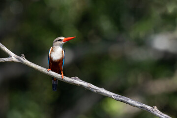 Grey-headed kingfisher
