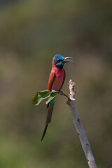 Northern Carmine Bee-eater