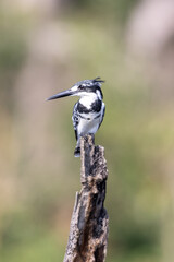 Pied kingfisher