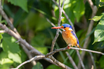 Malachite kingfisher perched above river Nile