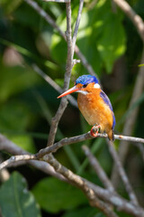Malachite kingfisher perched above river Nile