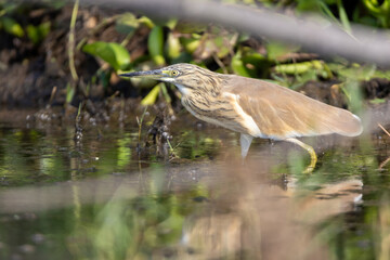Pond heron hunting