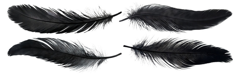 Set of black feathers, isolated on transparent cutout background © PNGuin Studio