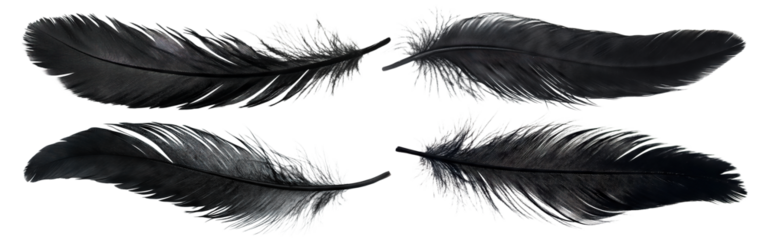 Set of black feathers, isolated on transparent cutout background
