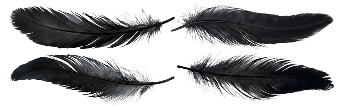 Set of black feathers, isolated on transparent cutout background
