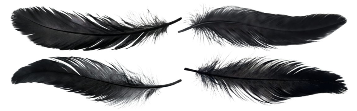 Set of black feathers, isolated on transparent cutout background