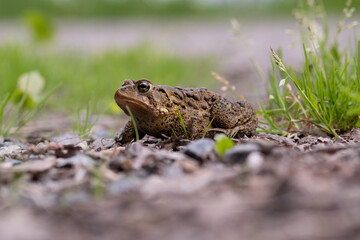 Close up on a frog on gravel