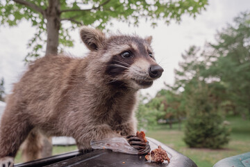 A raccoon eating things out of the bin