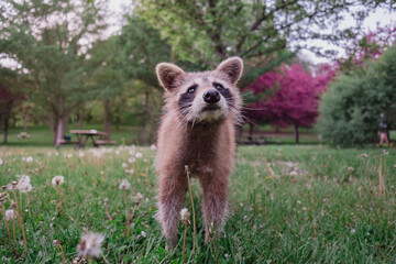 A cute raccoon on the grass looking up © jchtgr