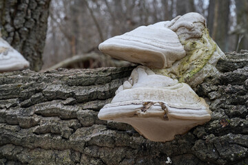 Fomes fomentarius mushroom on the dead tree. Known as Hoof Fungus, Tinder Conk or Ice Man Fungus. Wild mushrooms in the deciduous forest.