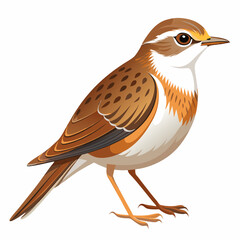 Detailed Small Sparrow Illustration with Brown and White Feathers and Orange Beak in Side Profile

