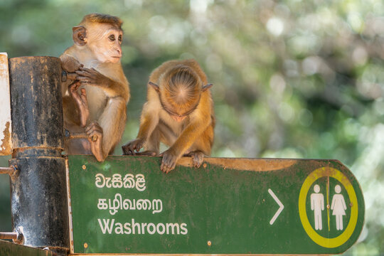 two toque macaques - Macaca sinica sitting on signpost. Photo from Wilpattu National Park in Sri Lanka. Monkey endemic to Sri Lanka.