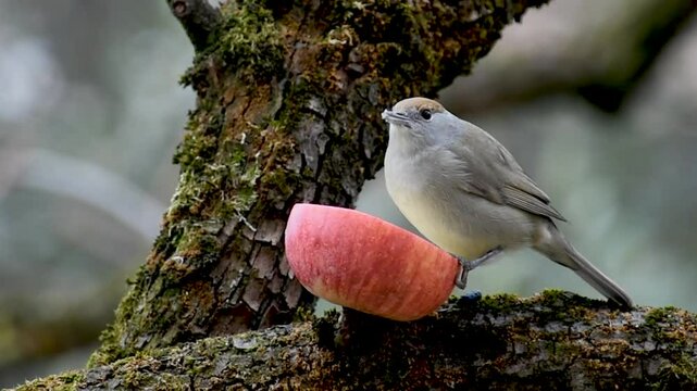 Una capinera (Sylvia atricapilla) appollaiata su un ramo becca la polpa di una mela.