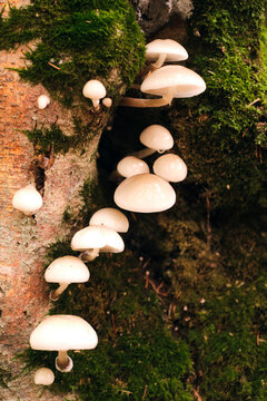 Serie di funghi cresciuti su una corteccia di un albero.