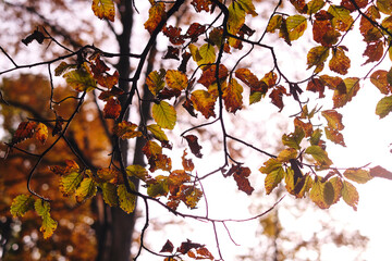 Serie di foglie pronte a staccarsi dai rami in autunno.