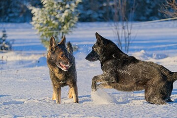 Beautiful DDR German Shepherd dogs play in a fairytale snowy landscape on a farm in Skaraborg Sweden on a sunny winter day in December just before Christmas.
