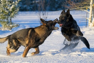 Beautiful DDR German Shepherd dogs play in a fairytale snowy landscape on a farm in Skaraborg Sweden on a sunny winter day in December just before Christmas.