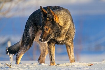 Beautiful DDR German Shepherd dogs play in a fairytale snowy landscape on a farm in Skaraborg Sweden on a sunny winter day in December just before Christmas.