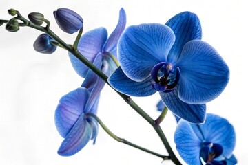 Plakat blue orchid flower isolated on white background