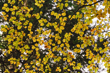 Foglie che ingialliscono sui rami in autunno. © Federico