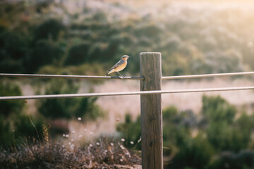 Bird in the desert (Aguarales de Valpalmas - Spain)