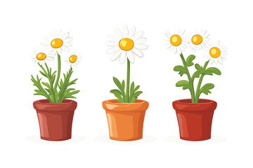 set of pot in daisy flower isolated on a white background Flat style cartoon vector illustration