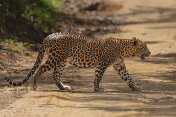 Sri Lankan leopard - Panthera pardus kotiya in crossing road. Photo from Wilpattu National Park in Sri Lanka. Vulnerable species
