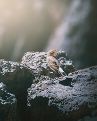 Bird in the Aguarales de Valpalmas (Aguarales de Valpalmas - Spain)
