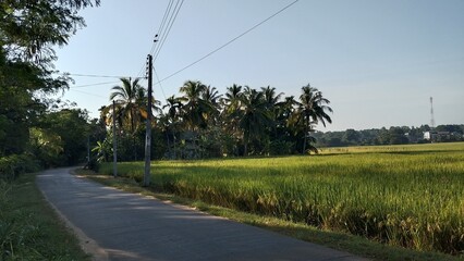Fototapeta premium Paddy field Beauty. Green agriculture fields at the south asia countryside. Rice fields nature photo. Majestic Landscapes of Sri Lanka. Breathtaking Beauty Capturing Serene Essence Nature Landscapes