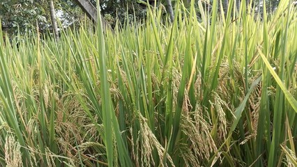 Fototapeta premium Paddy field Beauty. Green agriculture fields at the south asia countryside. Rice fields nature photo. Majestic Landscapes of Sri Lanka. Breathtaking Beauty Capturing Serene Essence Nature Landscapes