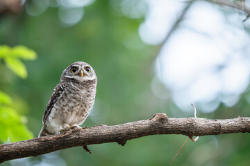 Spotted owlet perched on a tree branch with green background in the park. Copy Space for text.