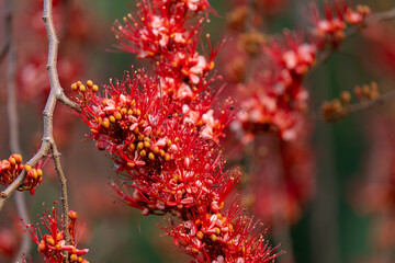 Barnebydendron riedelii, also known as monkey-flower tree. Blooming Red Scarlet Flower. Close up.