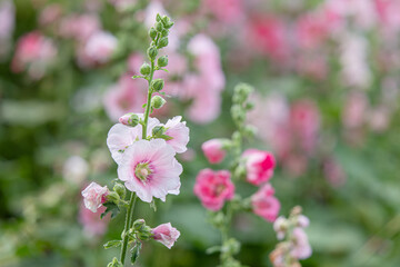 Pink Alcea rosea, or hollyhock in the garden, Beautiful flower Background.