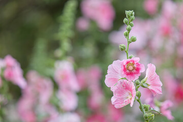 Pink Alcea rosea, or hollyhock in the garden, Beautiful flower Background.