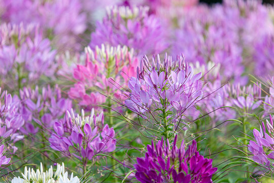 Pink, purple and white Spiny Spider Flower or Cleome Hassleriana flowers forms a beautiful scenery. Selective Focus