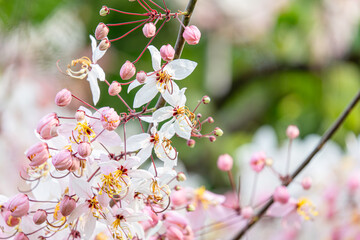 Cassia bakeriana, also commonly known as the pink shower tree, wishing tree.  Bloomimg Pink Flower. Romantic Scene