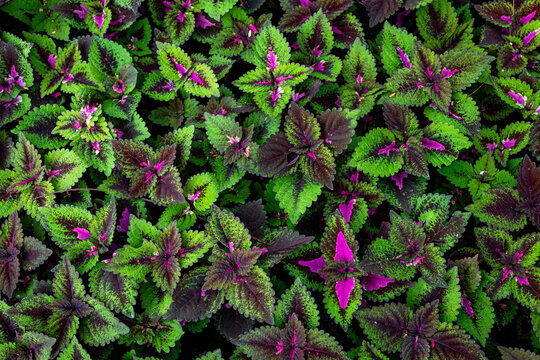 Coleus Plant or pokok Ati Ati, colorful leafs. Pattern background