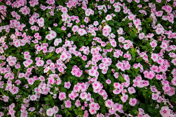 Obraz premium Madagascar periwinkle or pink periwinkle, colorful flower. Pattern background.