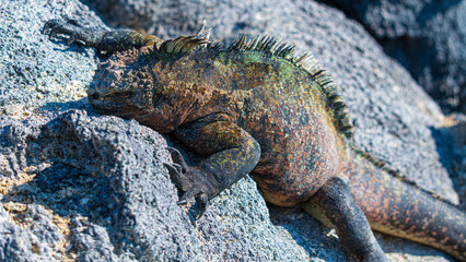 Tierwelten auf den Galapagos Inseln