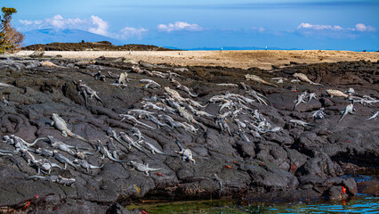 Tierwelten auf den Galapagos Inseln