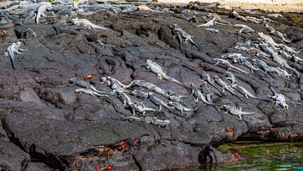 Tierwelten auf den Galapagos Inseln