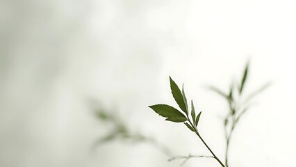 Serene Sprig: Minimalist Botanical Photography