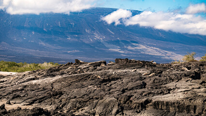 Tierwelten auf den Galapagos Inseln