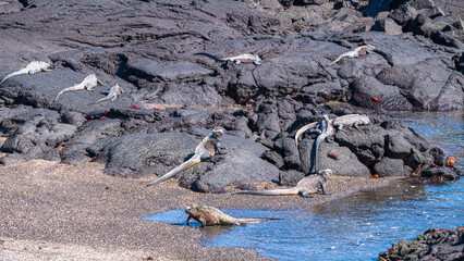 Tierwelten auf den Galapagos Inseln
