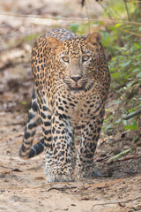 Sri Lankan leopard - Panthera pardus kotiya walking on road. Photo from Wilpattu National Park in Sri Lanka. Vulnerable species. Vertical.