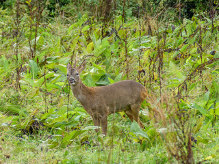 pretty roe deer sticking out tongue in the countryside